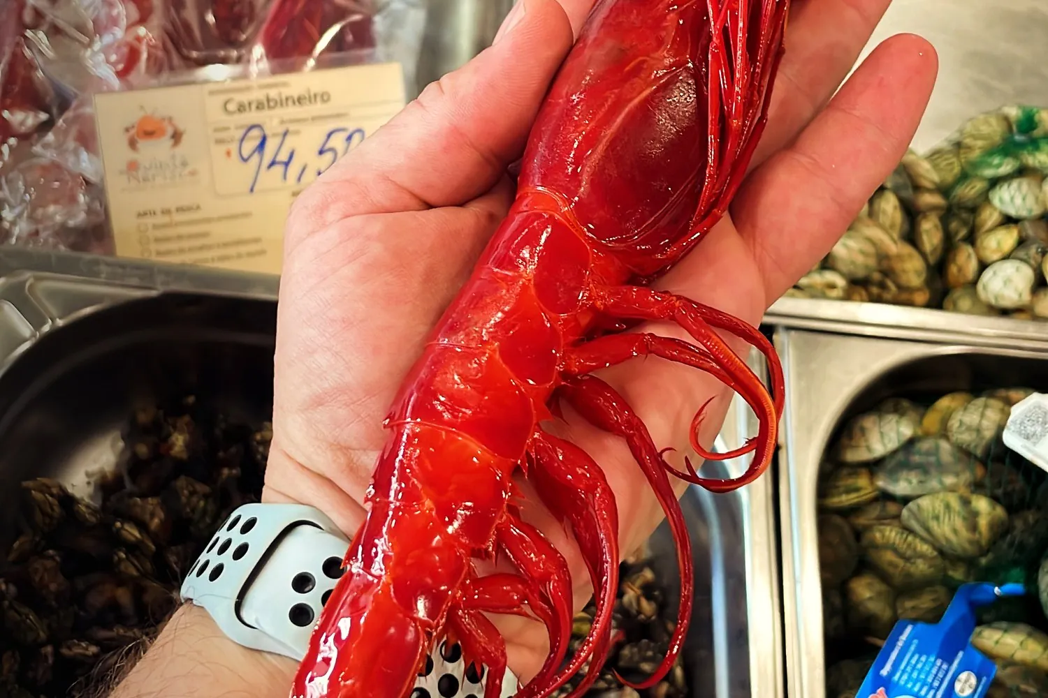 A single carabineiro, the finest catch